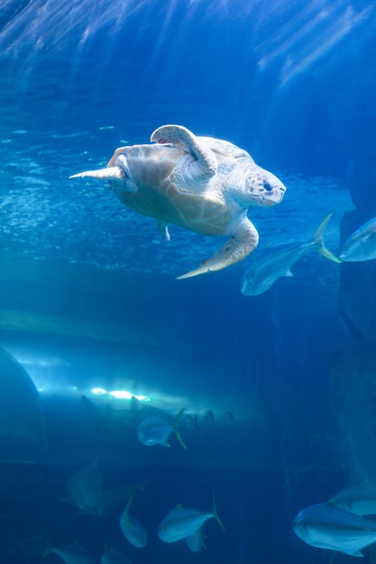 Schildkrötenschwimmen in einem Tank