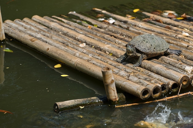 Schildkrötenstand auf Bambusfloß im Teich