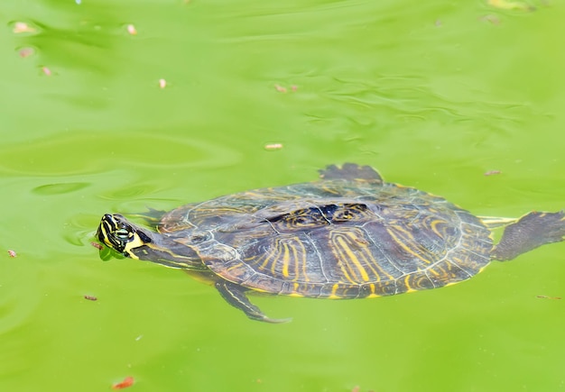 Schildkrötentauchen im Pool