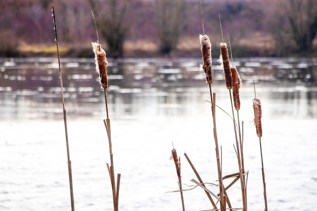 Schilf am Flussufer im Spätherbst