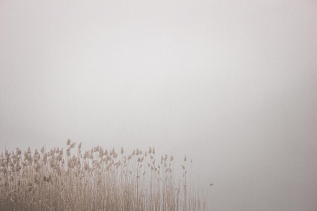 Foto schilf am see im nebel