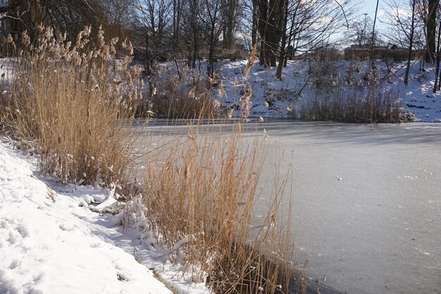 Schilf am Seeufer im Winterstadtpark