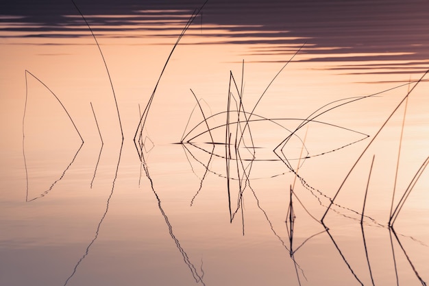 Schilf am Ufer des Sees bei Sonnenuntergang Pflanzen spiegeln sich in der ruhigen Wasseroberfläche