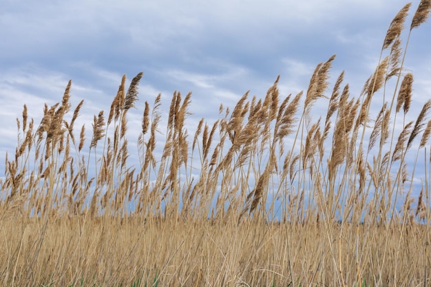 Schilf auf der Seenahaufnahme gegen einen grauen Himmel