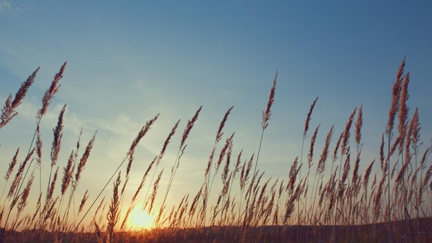 Schilf im Morgen warmes Hintergrundlicht Stängel wehen im Wind bei goldenen Sonnenuntergang Licht Sonnenuntergänge über Schilf in