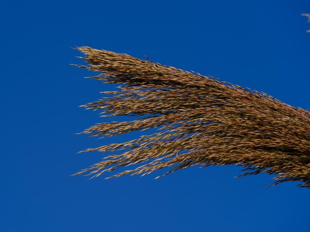 Schilf und blauer Himmel