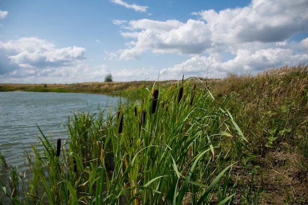 Schilf wächst am Ufer eines Teiches in einem Dorf im Sommer Uljanowsk