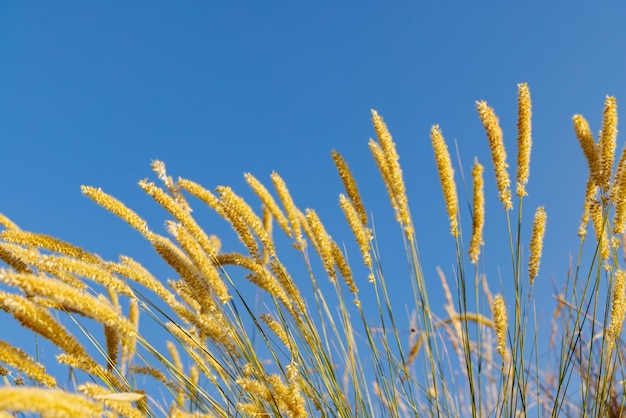 Schilf wiegt sich im Wind vor dem blauen Himmel