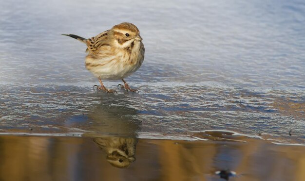 Schilfammer Emberiza schoeniclus Sonniger Wintermorgen auf dem Fluss Vogel geht auf dünnem Eis auf der Suche nach Nahrung