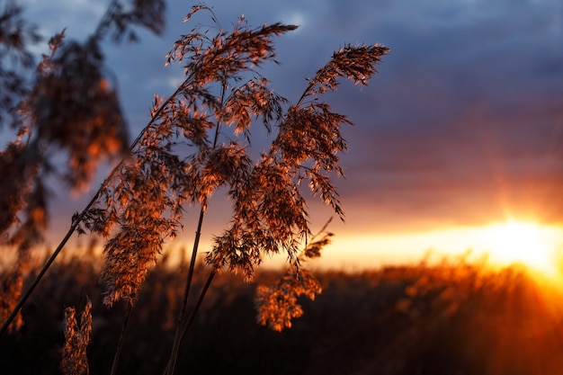 Schilfdickicht am goldenen Sonnenuntergang des Sonnenuntergangs Selektiver Fokus mit Bokeh.