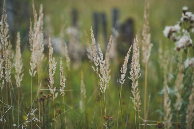 Schilfgras im Feld 3583