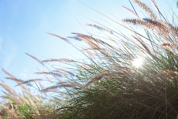 Schilfgrasblumen und schöner Himmel mit Sonnenschein