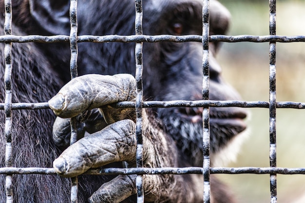 Foto schimpanse in gefangenschaft im zookäfig