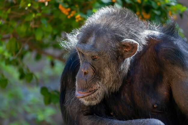 Schimpanse sitzt in einem Zoo