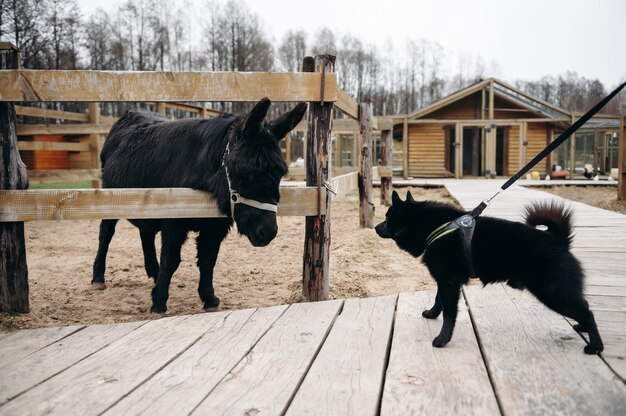 Schipperke schwarzer Hund und Esel