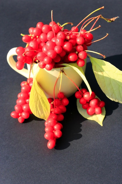 Schizandra madura en la copa sobre el negro