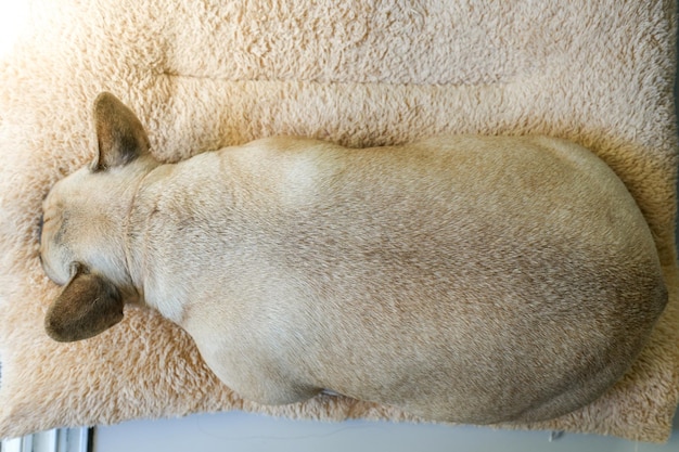 Schläfrige französische Bulldogge, die auf braunem Kissen im Innenbereich liegt