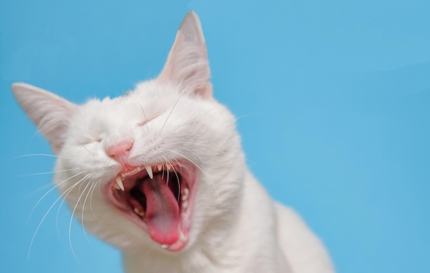 Schläfrige Katze mit weißem Fell, das auf blauem Hintergrund gähnt