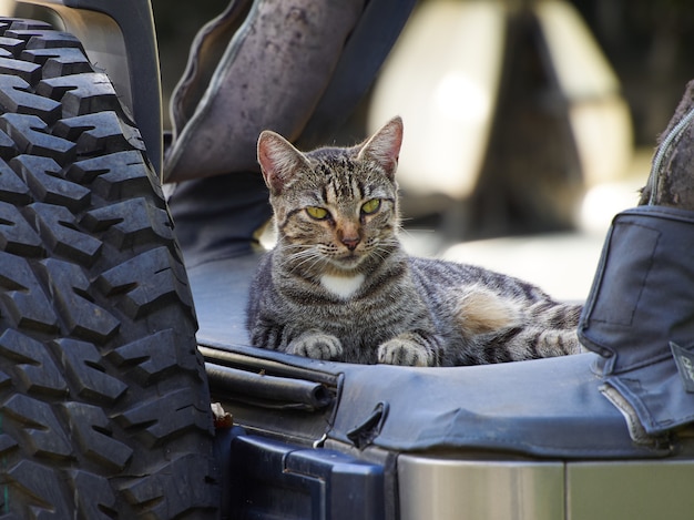 Schläfrige Katze sitzt auf einem Auto.