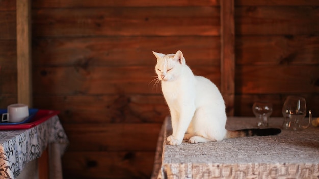 Schläfrige weiße Katze sitzt auf Restauranttisch, Brille und Holzwand im Hintergrund..