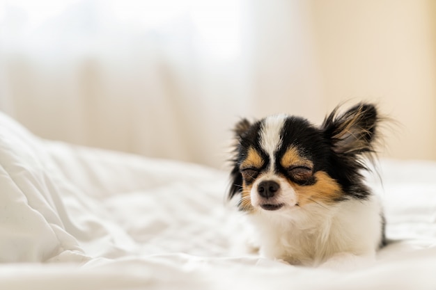 Foto schläfriger netter hund auf decke auf bett mit hintergrundbeleuchtetem warmem hellem sonnenlichthintergrund