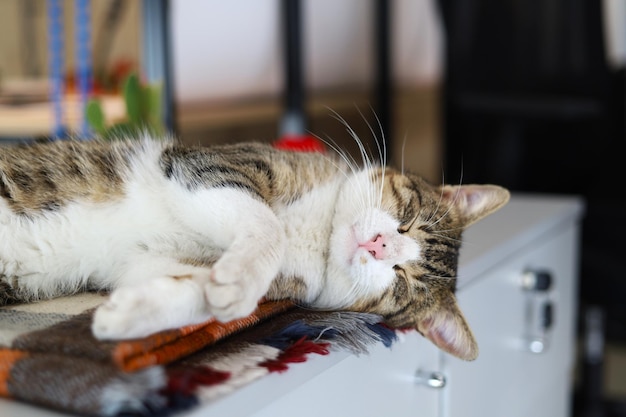 Foto schläfriges streunendes katzen-niedliches tierfoto