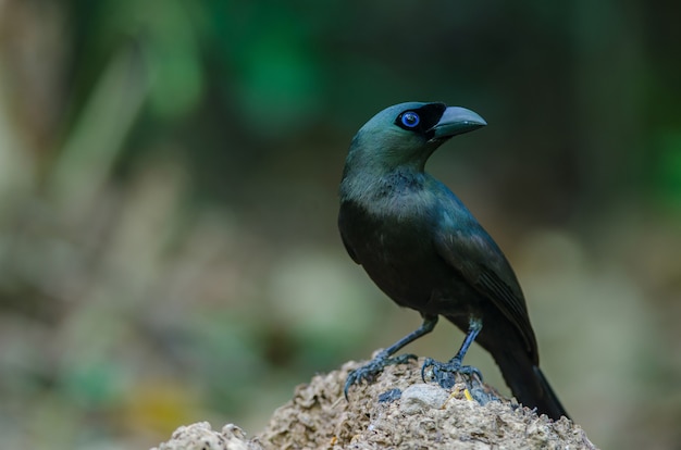 Schläger angebundener Treepie (Crypsirina temia)