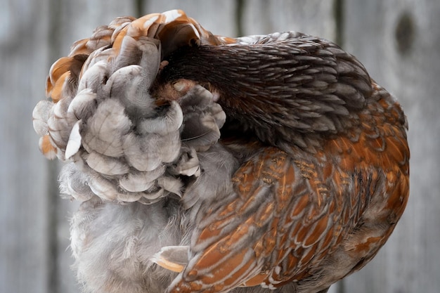 Schlafende braune Henne und ihre gesprenkelten Federn