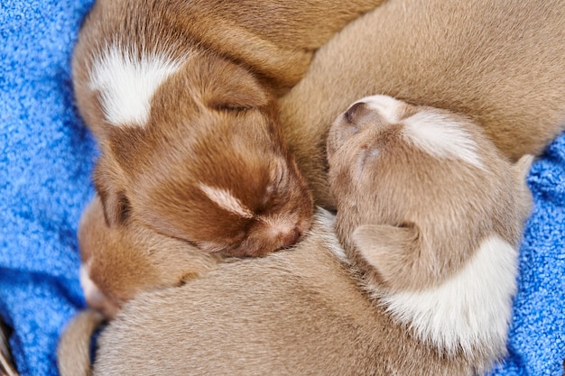 Schlafende Chihuahua-Welpen im Korb