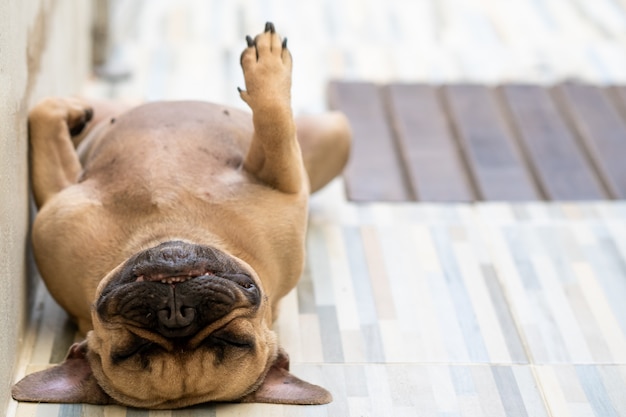 schlafende französische Bulldogge auf dem Boden