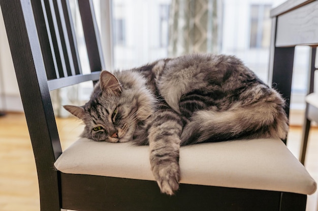 Schlafende graue gestromte Hauskatze zusammengerollt