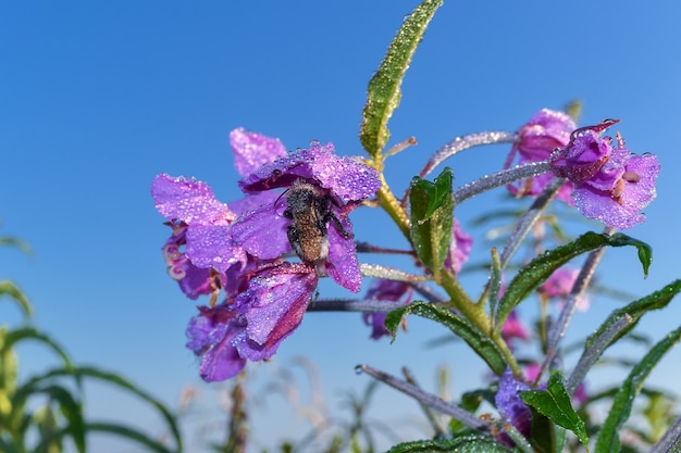 schlafende Hummel in einer Blume mit Tautropfen