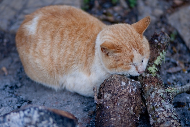 Schlafende Katze der netten Katze aus den Grund