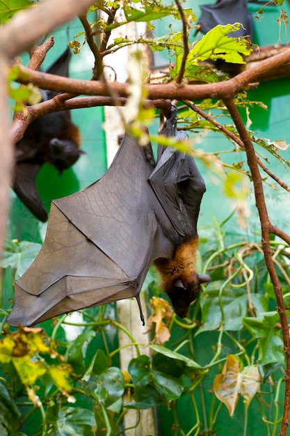 Foto schlafende riesenfledermaus