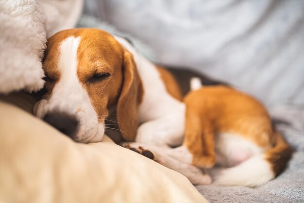 Schlafender Beagle auf dem Sofa im Wohnzimmer