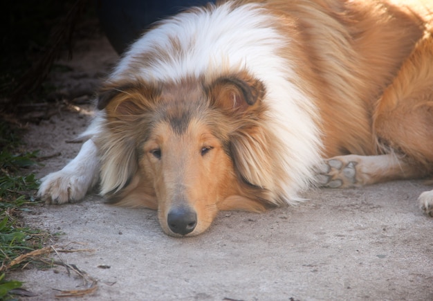 Schlafender Collie Welpe