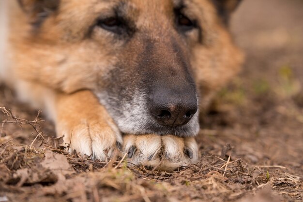 Schlafender Deutscher Schäferhund im Freien auf dem Boden