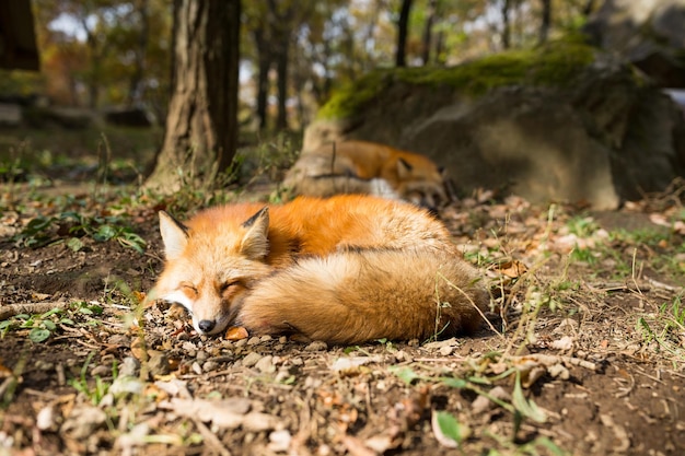 SCHLAFENDER FUCHS