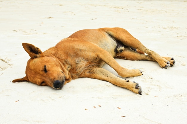 Schlafender Hund am Sandstrand