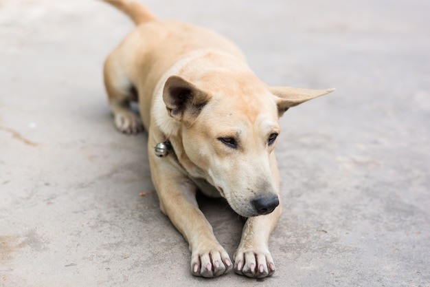 Schlafender Hund auf Zementboden