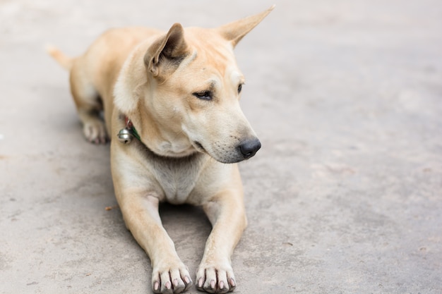 Schlafender Hund auf Zementboden