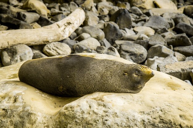 Schlafender Seehund am Tunnelstrand, Dunedin, Neuseeland