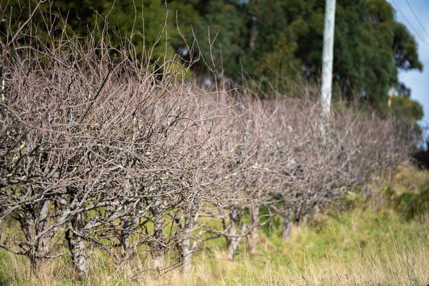 Schlafender übergewachsener Apfelbaum, der auf einem Feld in Australien beschnitten werden muss