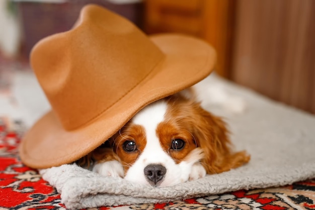 Schlafender unbekümmerter Königcharles Spaniel-Welpe liegt mit einem Hut auf seinem oder Kopf