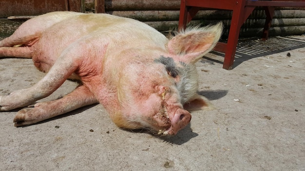 Foto schlafendes schwein