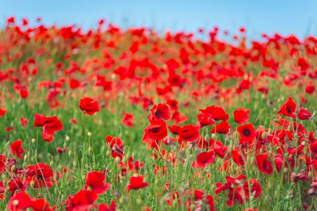 Schlafmohn, botanische Pflanze, Ökologie. Mohnblumenfeld, Ernte. Sommer und Frühling, Landschaft, Mohn.