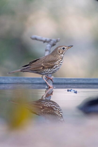 Schlagdrossel Turdus philomelos Malaga Spanien