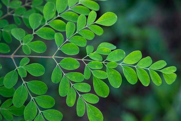 Schlagzeugbaum Kräutergrün Moringa Blätter Baum Hintergrund