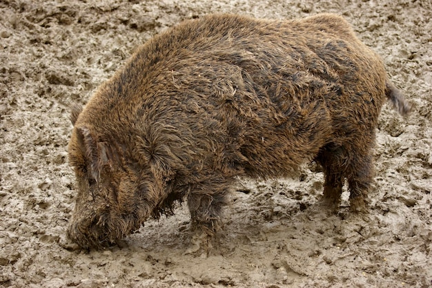 Schlammiges Wildschwein