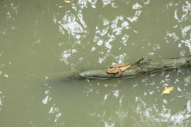 Schlammspringer ist im Wasser.